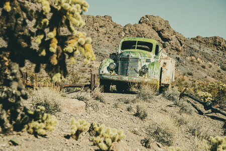 In a prickly environment